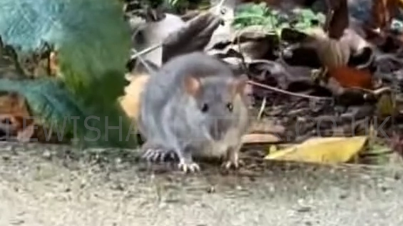 Rats have been filmed scurrying around the "wellbeing garden" at University Hospital Lewisham. Credit: - @lgt_ratwatch (TikTok)
