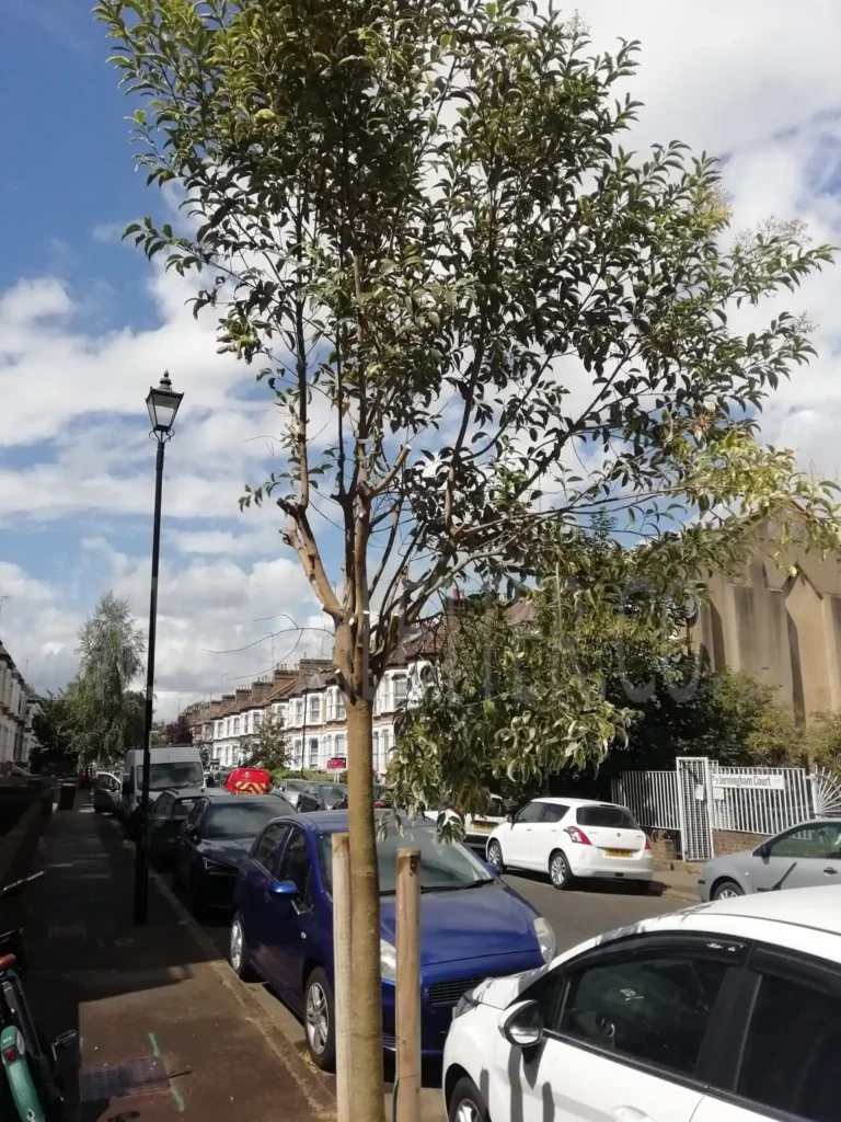 Damage caused to one of the privet trees